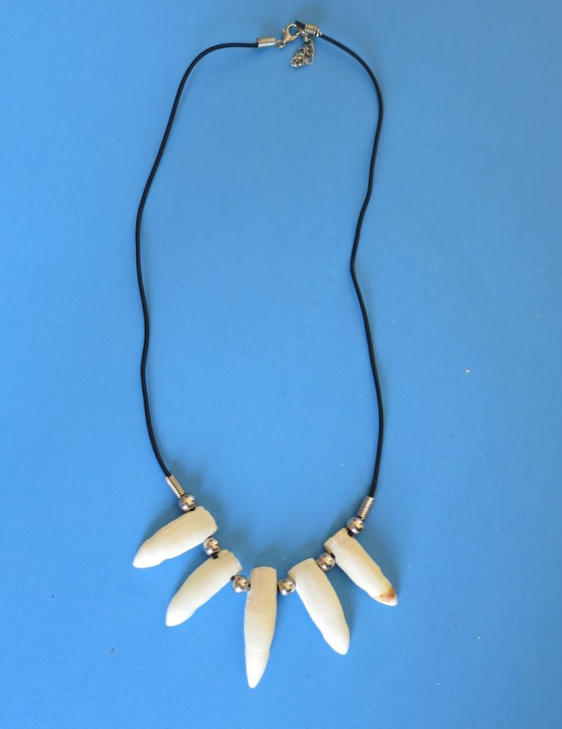 Alligator Tooth Necklace
 Galleon Alligator Tooth Necklace With 5 Gator Teeth 1 To