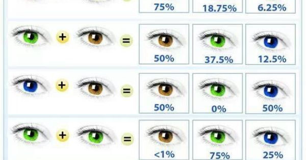 Baby Eye And Hair Color Predictor
 Baby Eye Color Chart " Grandbabies "