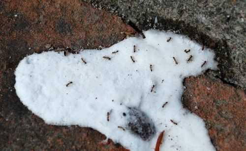 DIY Outdoor Ant Killer
 10 Homemade Ant Killers You Can Make Using Readily