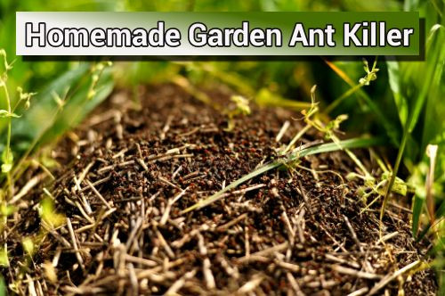 DIY Outdoor Ant Killer
 Homemade Natural Garden Ant Killer
