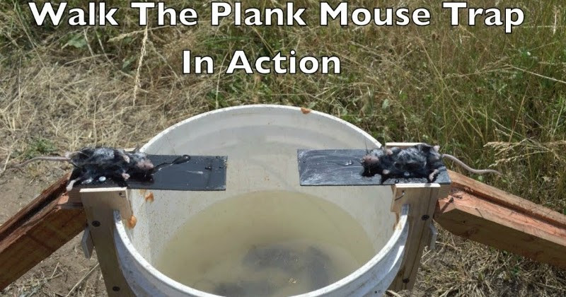 DIY Walk The Plank Mouse Trap Plans
 The Beauty of The Best House