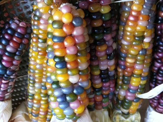 Indian Corn Seed
 Unavailable Listing on Etsy