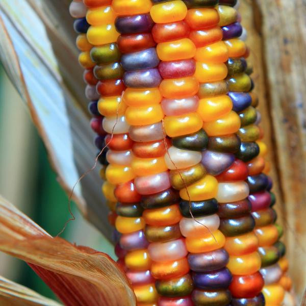 Indian Corn Seed
 Ornamental Corn Seeds Grow Ornamental Corn – Harris Seeds