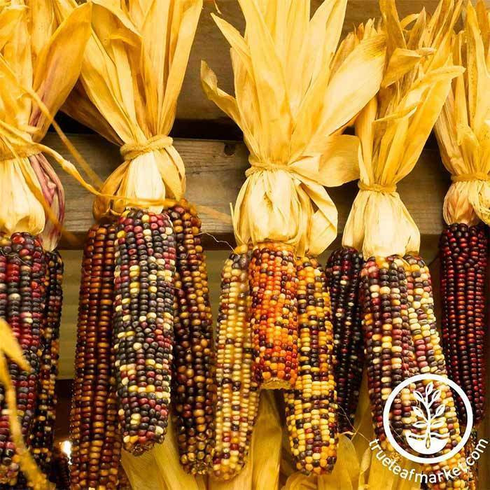 Indian Corn Seed
 Ornamental Indian Corn Seeds