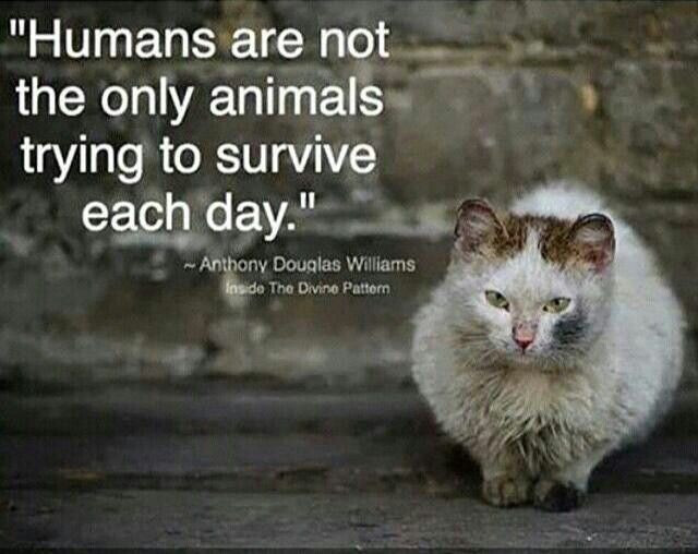 Kindness To Animals Quotes
 Quotes about Kindness To Animals 33 quotes