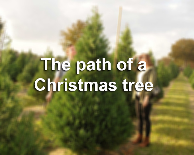 The Christmas Path
 The path of a Christmas tree