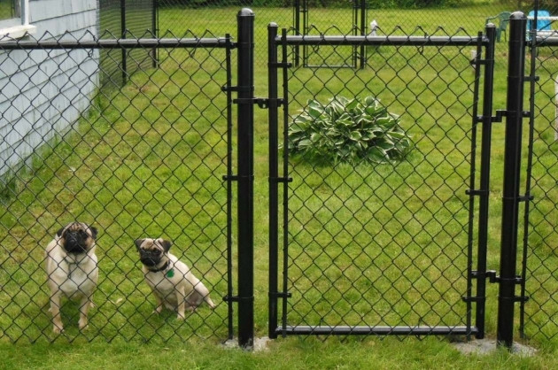 Above Ground Electric Dog Fence
 Electric Fences For Dogs Fence Ideas