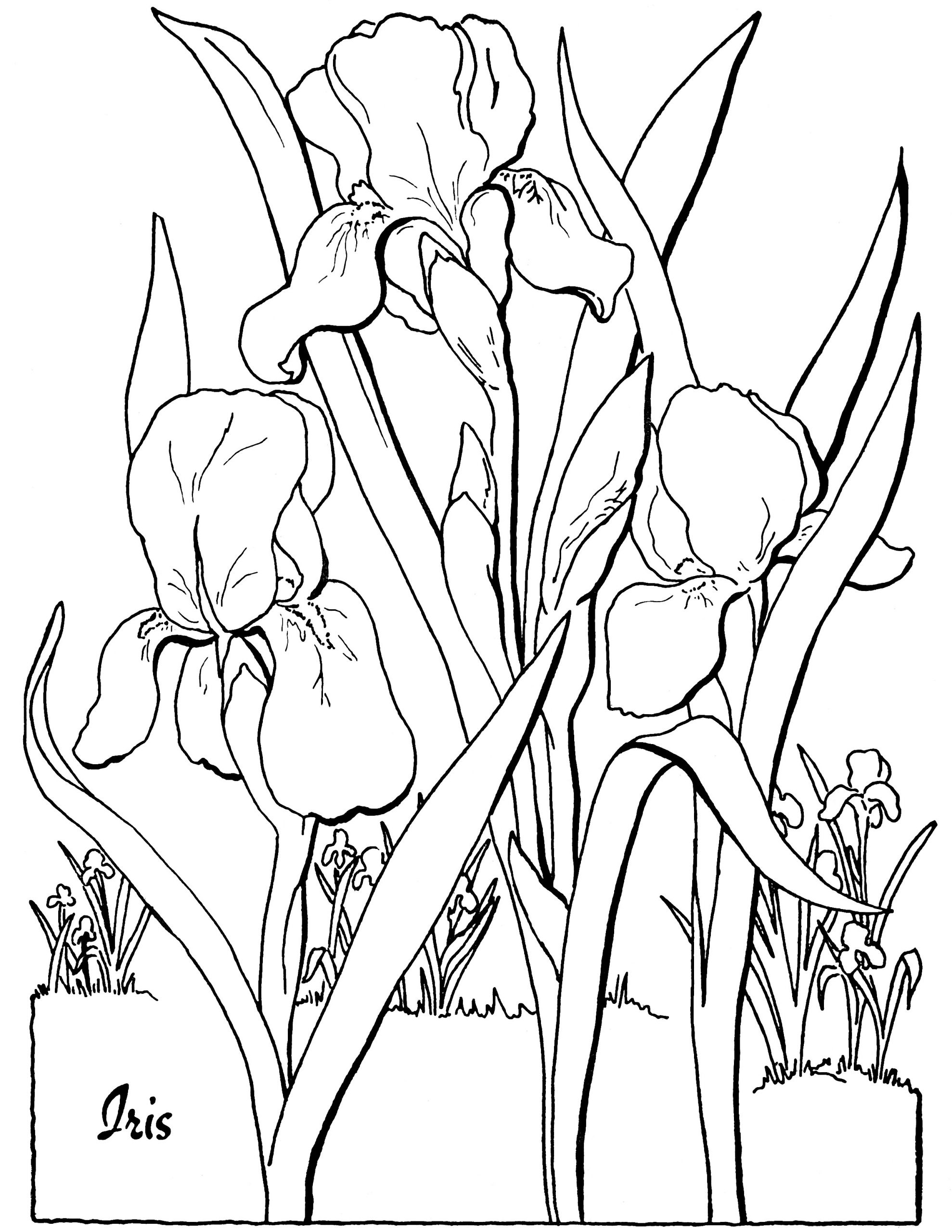 Adult Coloring Book Pages Free
 Free Adult Floral Coloring Page The Graphics Fairy
