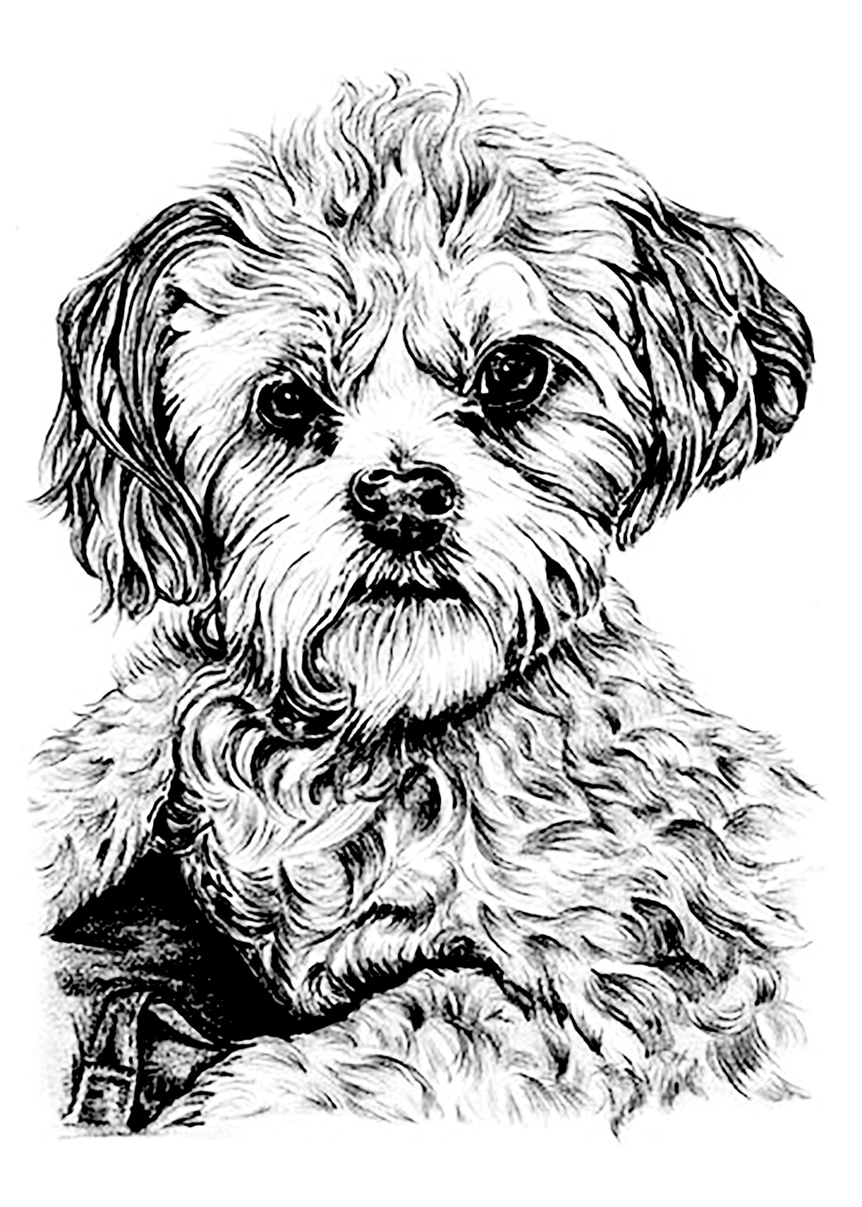 Adult Coloring Pages Dog
 Dog Dogs Adult Coloring Pages