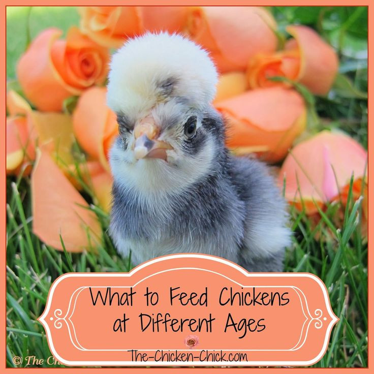 Arguments Against Backyard Chickens
 114 best images about ANIMALS Chickens on Pinterest