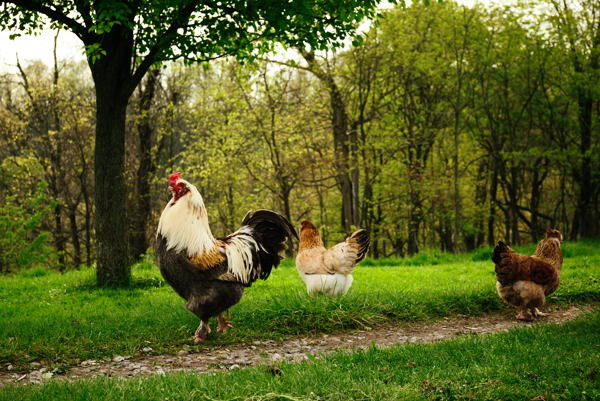 Arguments Against Backyard Chickens
 The 6 Silliest Arguments Against Backyard Chickens My Pet