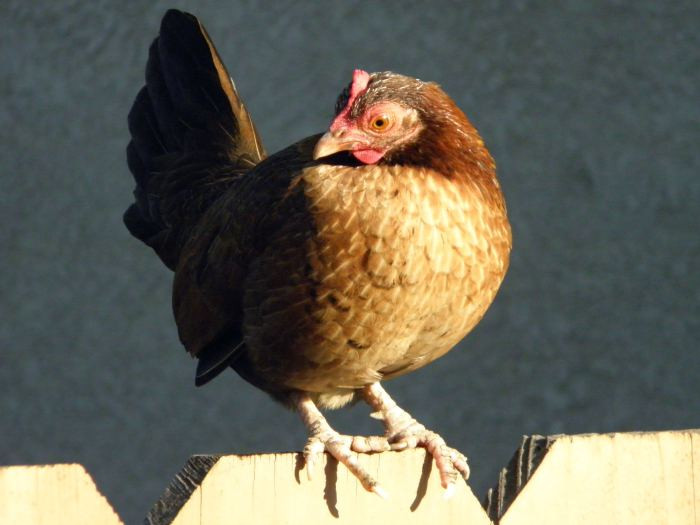 Arguments Against Backyard Chickens
 Chickens in Your Backyard