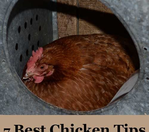 Arguments Against Backyard Chickens
 7 Best Chicken Tips for First Time Chicken Owners Total