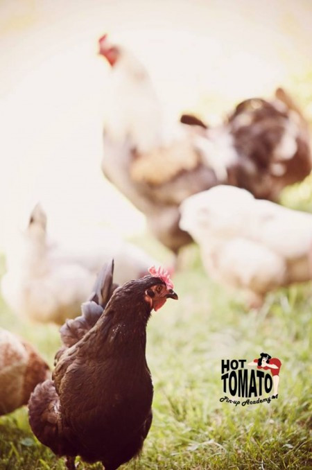 Arguments Against Backyard Chickens
 Do chickens make you look poor My Pet Chicken Blog