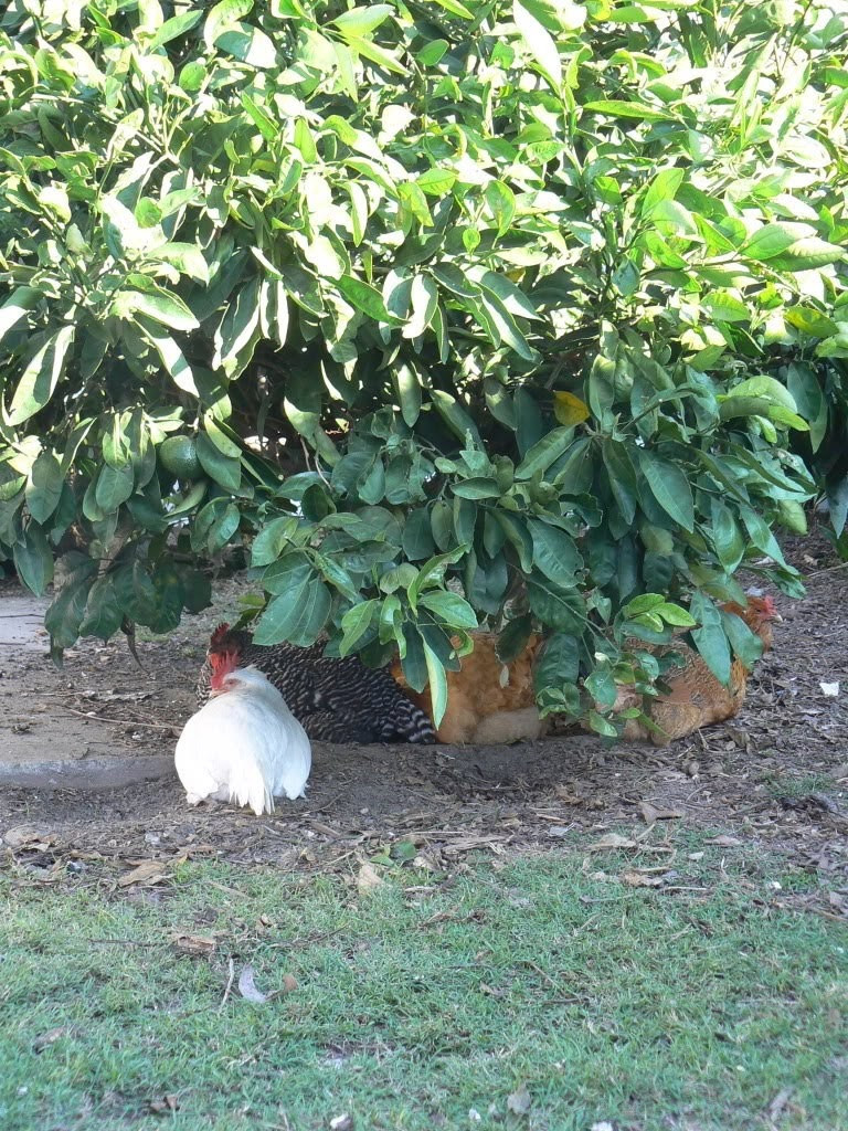 Arguments Against Backyard Chickens
 Backyard chicken arguments against keeping them – Hanbury