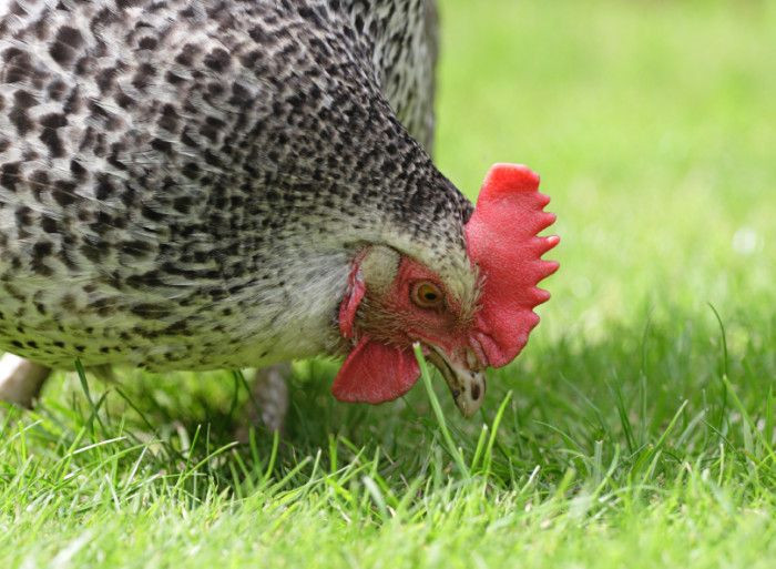 Arguments Against Backyard Chickens
 Grit for Chickens When in Doubt Put it Out