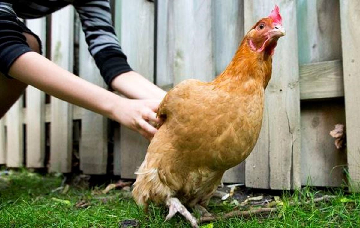 Arguments Against Backyard Chickens
 Hamilton s backyard chicken debate is back