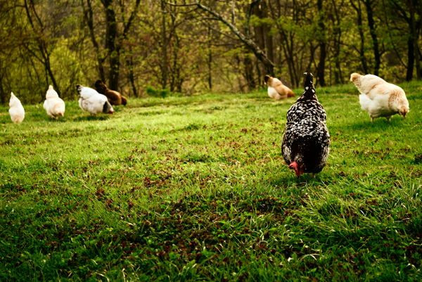 Arguments Against Backyard Chickens
 The 6 Silliest Arguments Against Backyard Chickens
