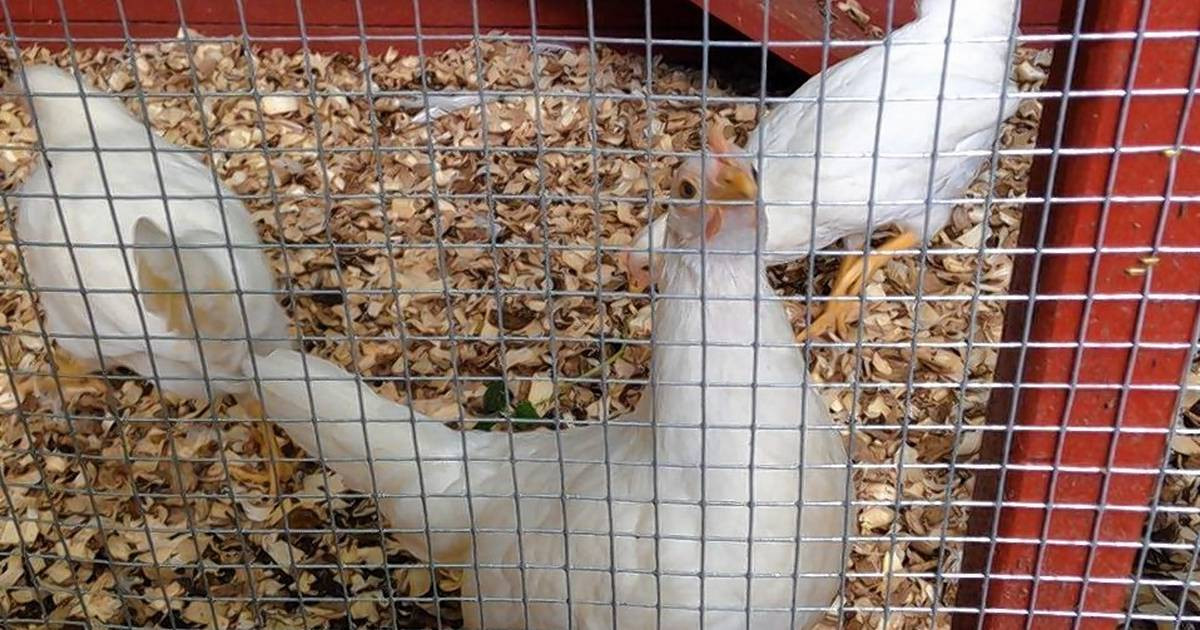 Arguments Against Backyard Chickens
 Wheaton council decides not to allow for backyard chickens