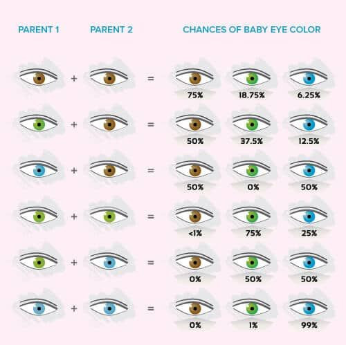 Baby Eye And Hair Color Predictor
 Baby Eye Color Calculator Chart And Predictor