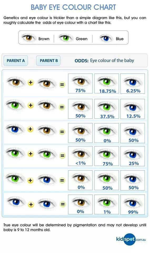 Baby Eye And Hair Color Predictor
 genetic eye color predictor chart helps if working with