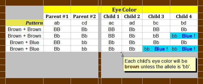 Baby Eye And Hair Color Predictor
 dehaandirectory
