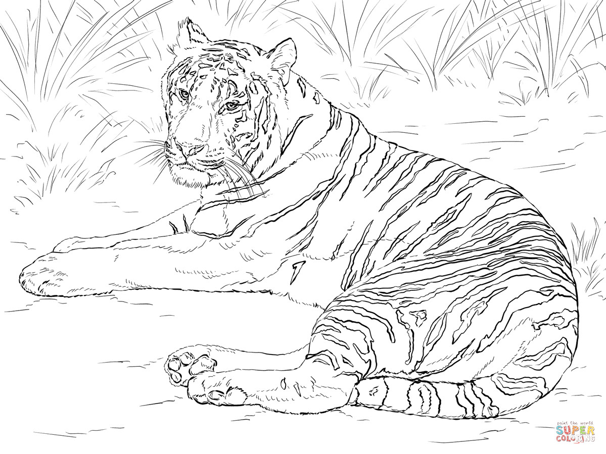 Baby Tigers Coloring Pages
 Baby Tiger Drawing at GetDrawings
