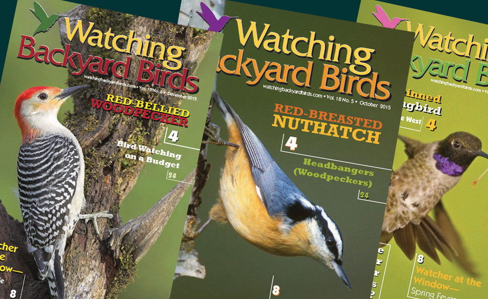 Backyard Bird Watching
 Publications