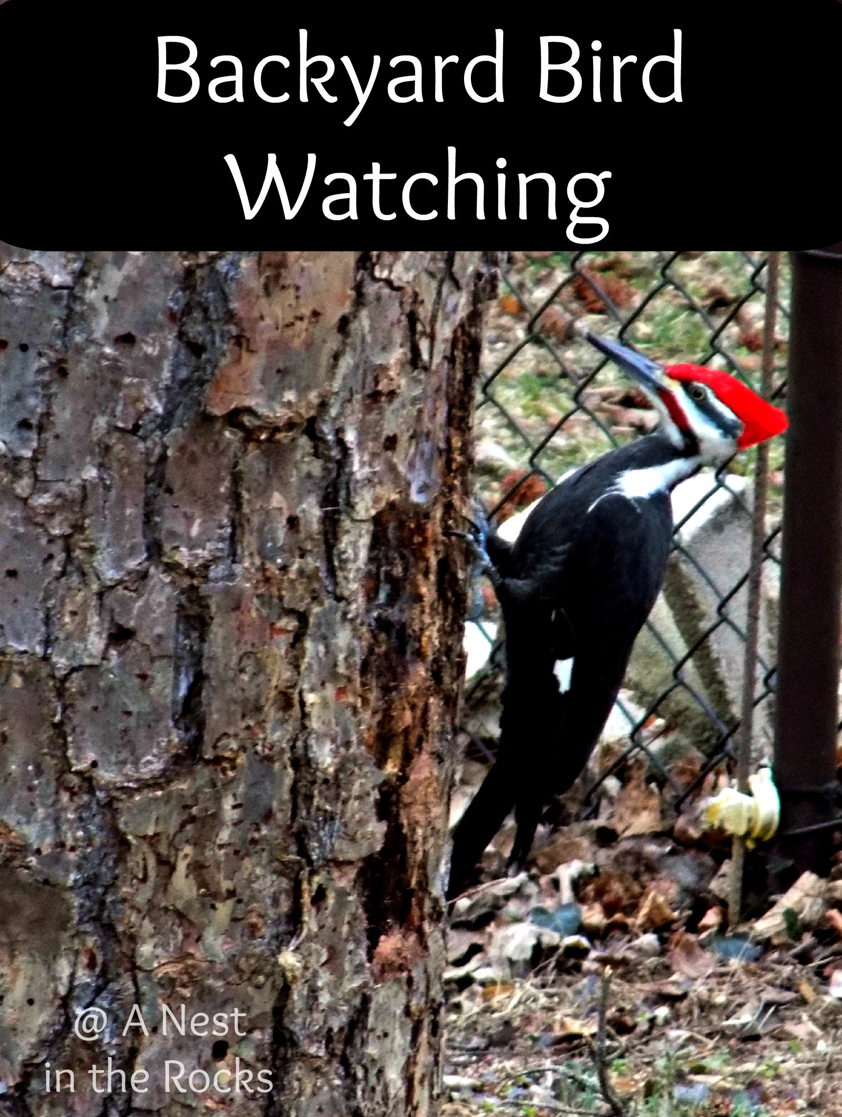 Backyard Bird Watching
 Acorn Hill Academy February 2015