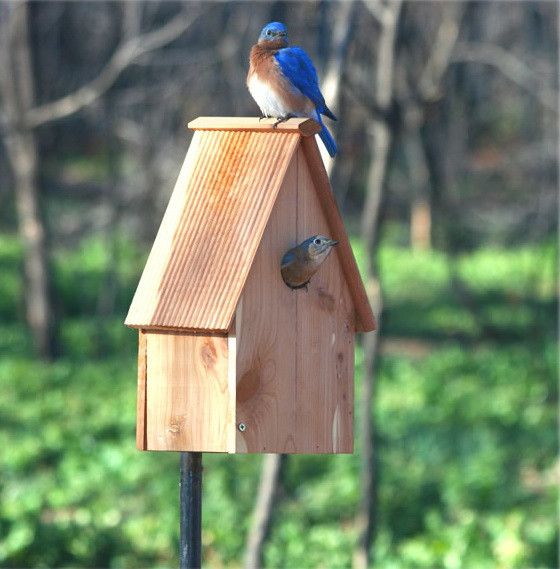 Backyard Bird Watching
 Backyard Bird Watching The Right Furniture Makes all the