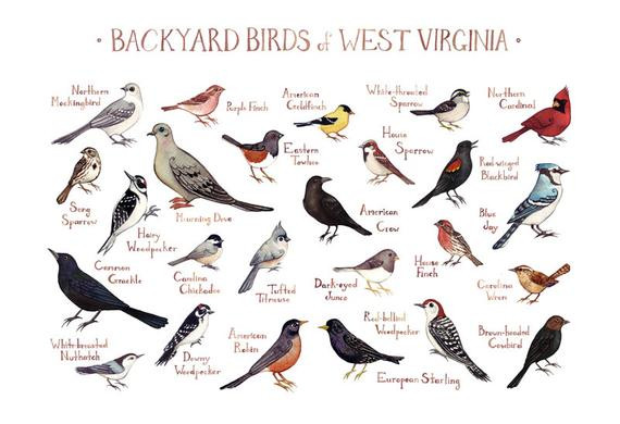 Backyard Birds Of Virginia
 West Virginia Backyard Birds Field Guide Art Print