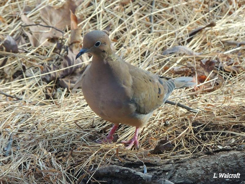 Backyard Birds Of Virginia
 The View from Squirrel Ridge Junco Mourning Dove and a