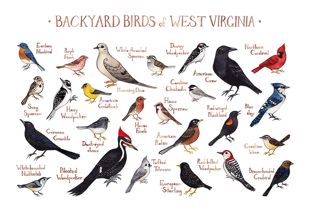 Backyard Birds Of Virginia
 West Virginia Backyard Birds Field Guide Art Print