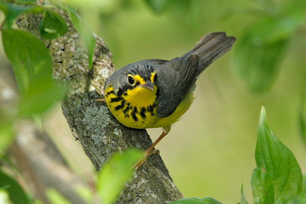 Backyard Birds Of Virginia
 Nature Canada – Canada Warbler