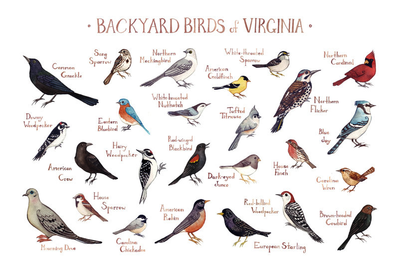 Backyard Birds Of Virginia
 Virginia Backyard Birds Field Guide Art Print Watercolor