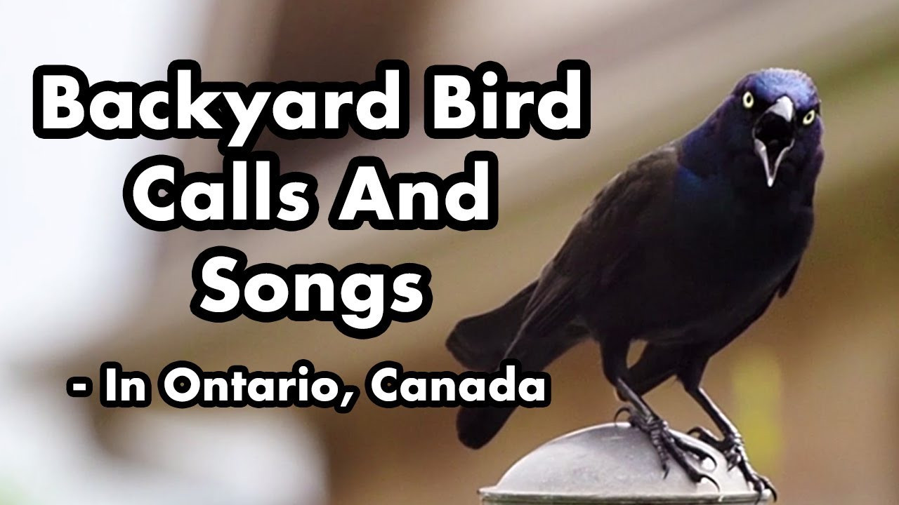 Backyard Birds Sounds
 Backyard Bird Calls And Songs 2 In tario Bird