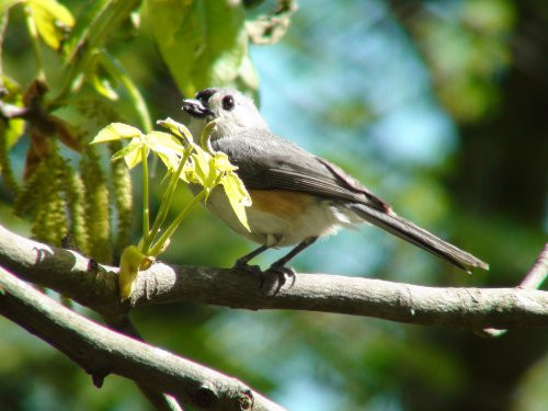 Backyard Birds Sounds
 Your Backyard Identifying 18 mon Feeder Birds by Sight