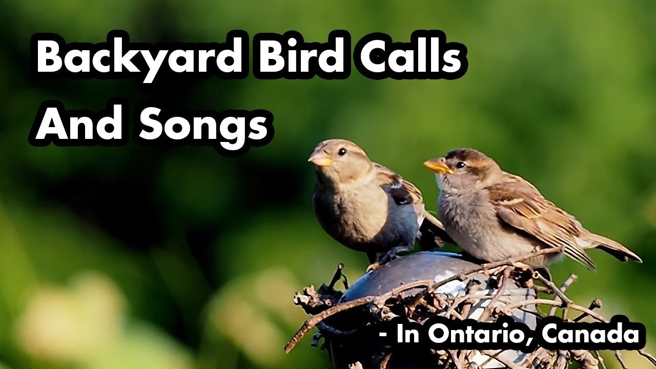 Backyard Birds Sounds
 Backyard Bird Calls And Songs 4 In tario Bird