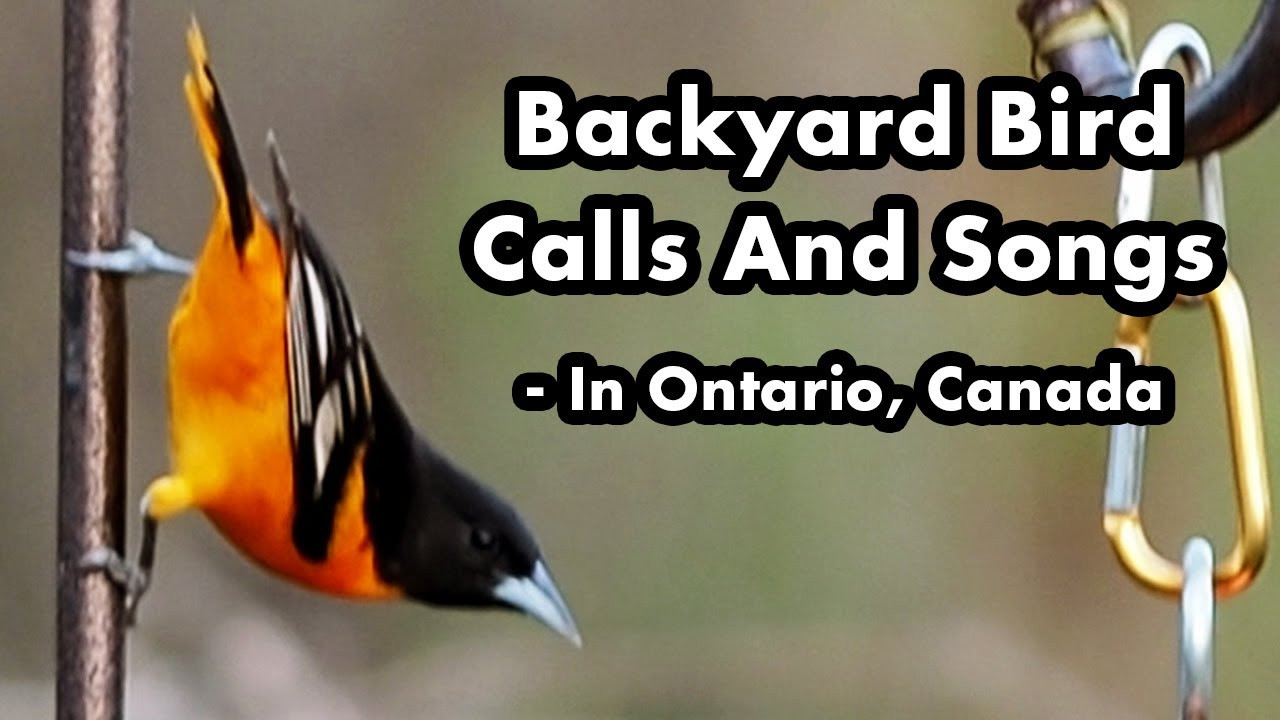 Backyard Birds Sounds
 Backyard Bird Calls And Songs 5 In tario Bird