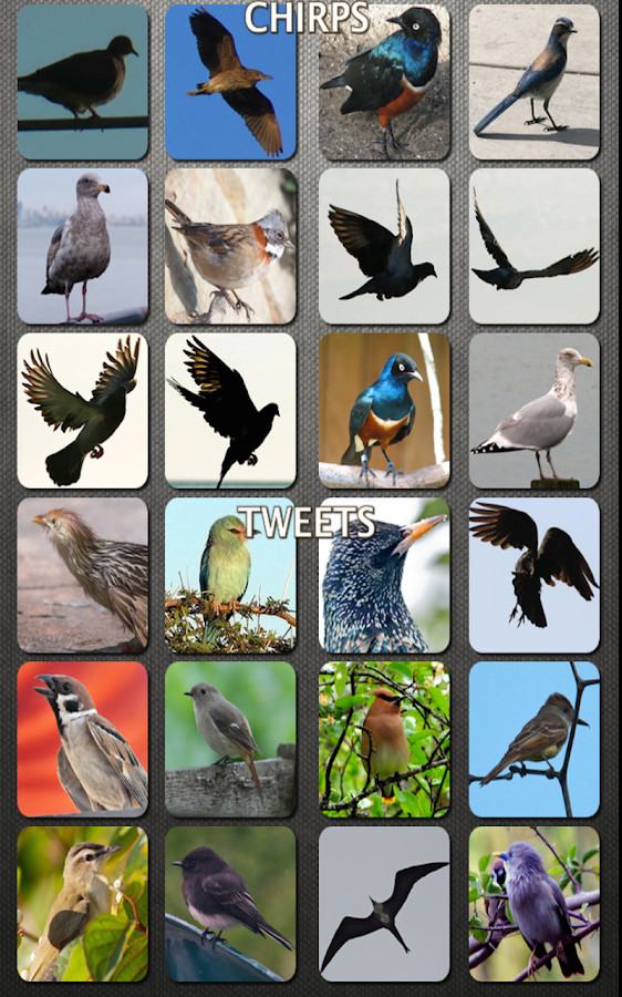 Backyard Birds Sounds
 Bird Sounds Nature Sounds App Android Apps on Google Play
