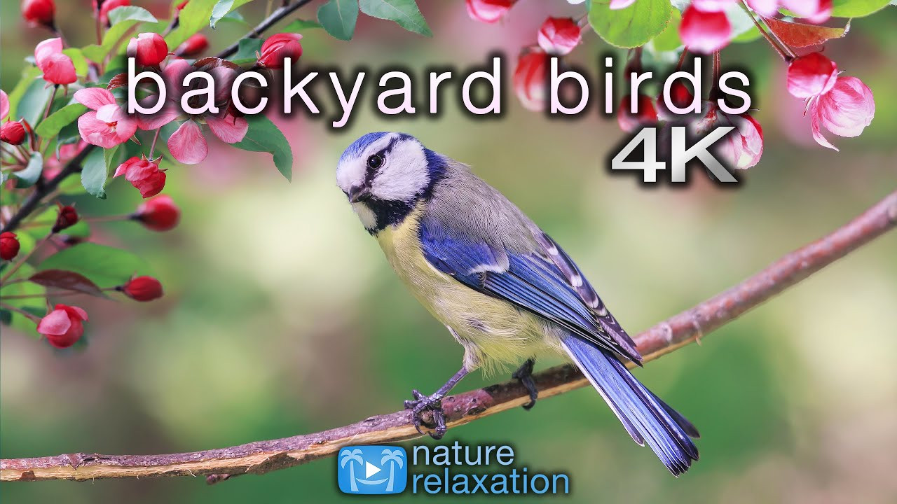 Backyard Birds Sounds
 Backyard Birds 4K 2 Hour Ambient Nature with Real