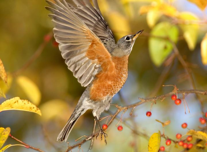 Backyard Birds Sounds
 Bird Sounds and Songs of the American Robin