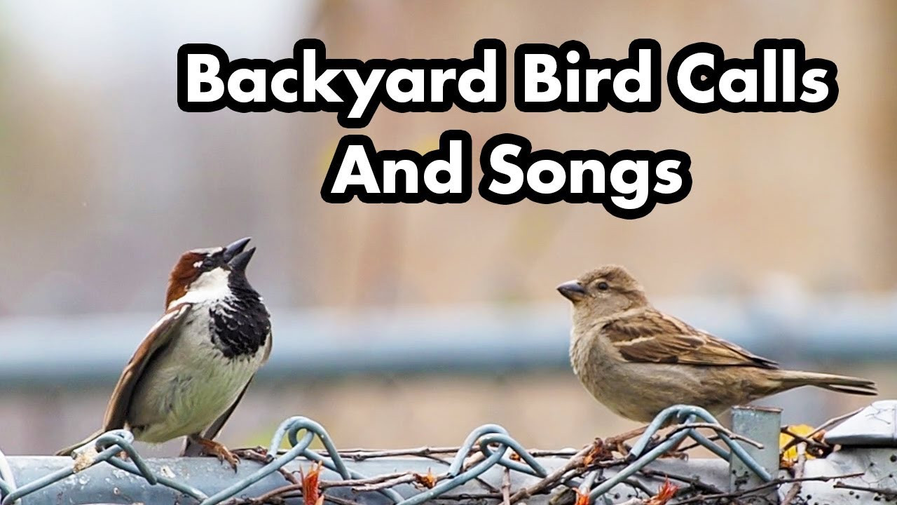 Backyard Birds Sounds
 Backyard Bird Calls And Songs 1 In tario Bird