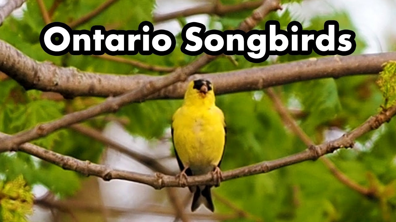 Backyard Birds Sounds
 mon tario Backyard Songbirds Bird Calls Songs and