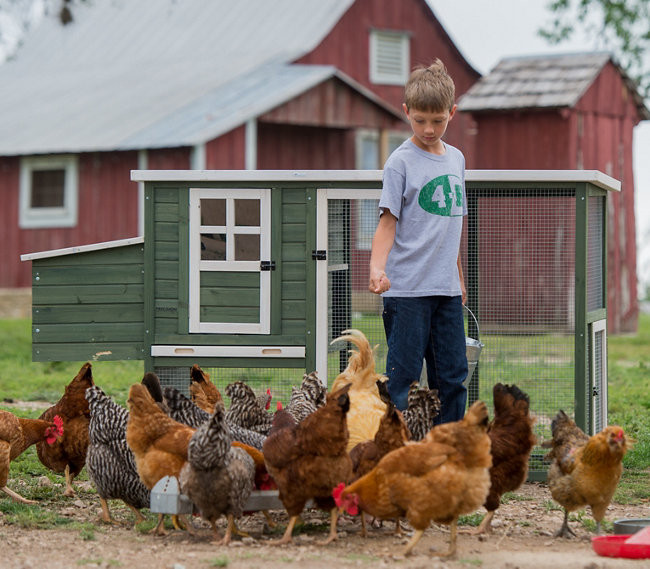 Backyard Chicken Supplies
 8 mon Myths about Raising Backyard Poultry