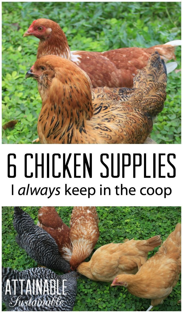 Backyard Chicken Supplies
 Chicken Supplies Must Have Chicken Gear to Keep in the