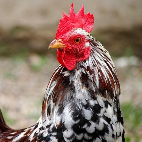 Backyard Chicken Supplies
 Backyard Poultry Supplies Chick Feed