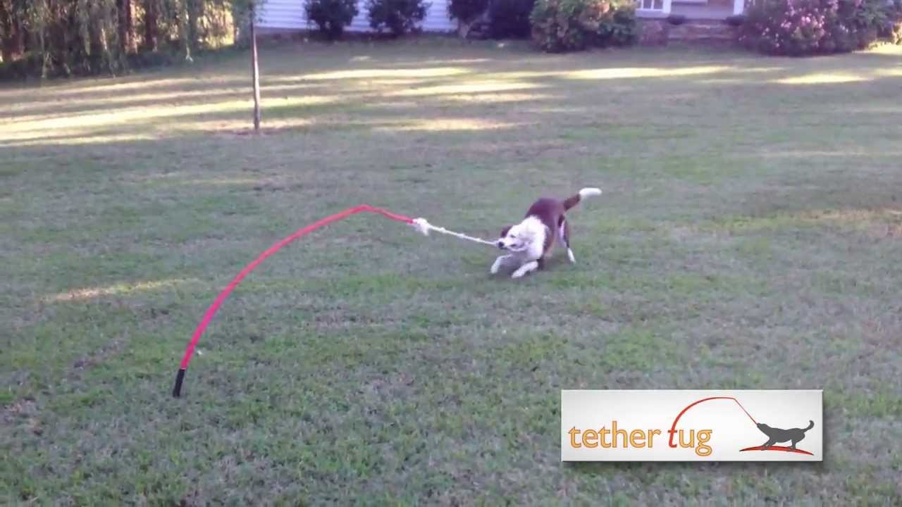 Backyard Dog Toys
 The Best Dog Toy Ever Tether Tug Outdoor Dog Toy