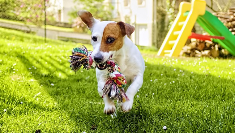 Backyard Dog Toys
 5 Dog Toys That Are Perfect For Backyard Play Time Dogtime