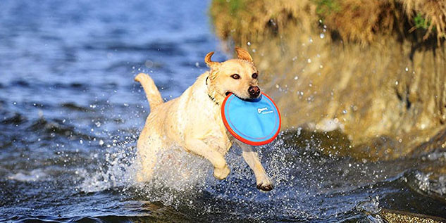 Backyard Dog Toys
 Best Outdoor Toys for Dogs – 15 Perfect Picks My Dog s Name